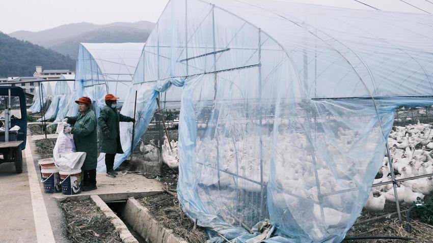 仙岛湖畔的“屯鸟妈妈”.docx