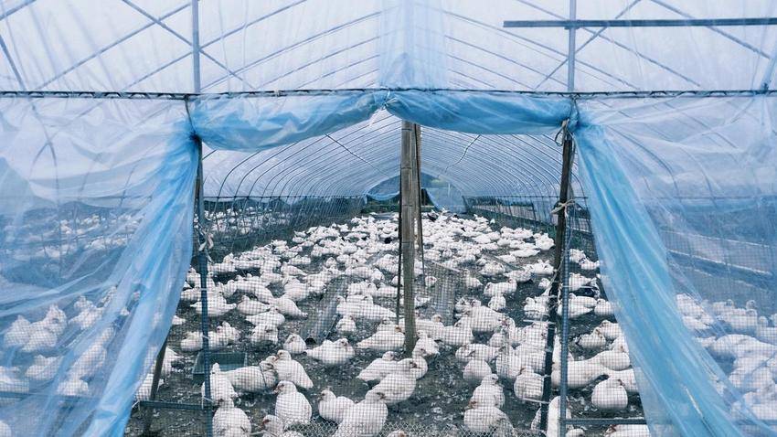 仙岛湖畔的“屯鸟妈妈”.docx