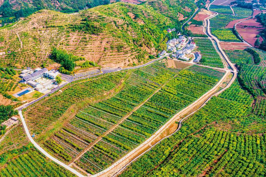 习家店镇杏花村猕猴桃种植基地