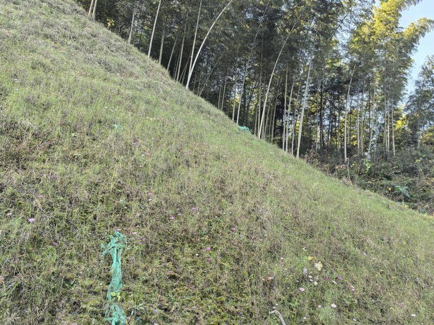 【特别策划】岩石披绿装，弃渣场“变身”(1).docx