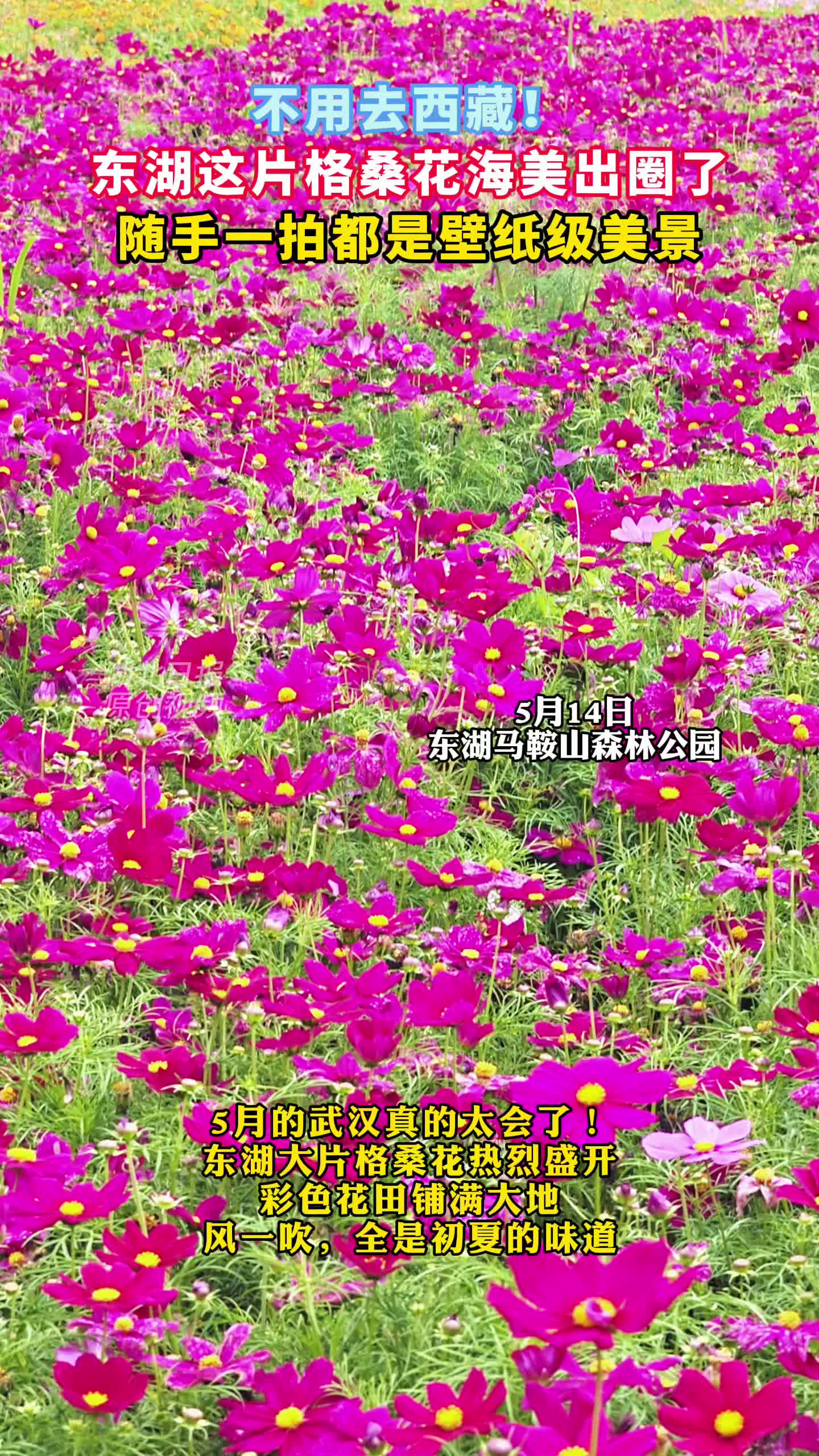 初夏时节，在东湖徜徉“五彩花海”！