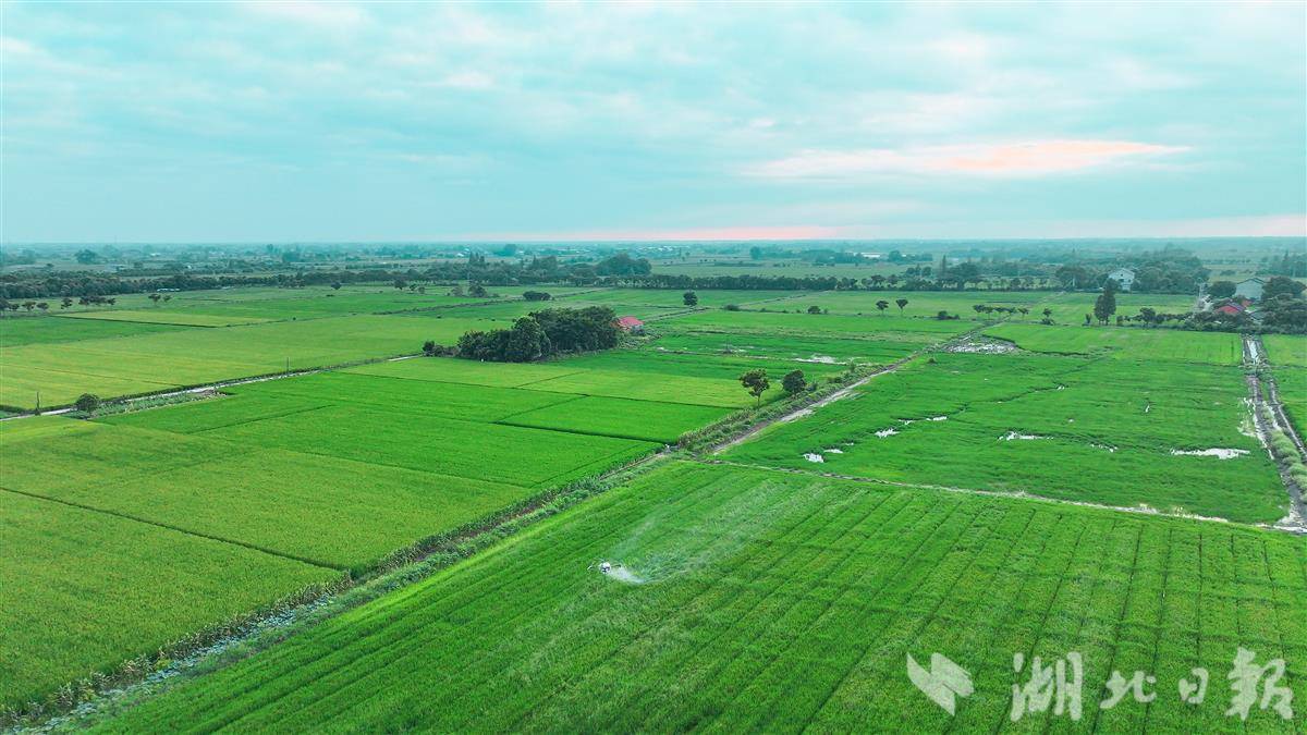 荆州八岭山镇国土整治成效斐然 (2).jpg