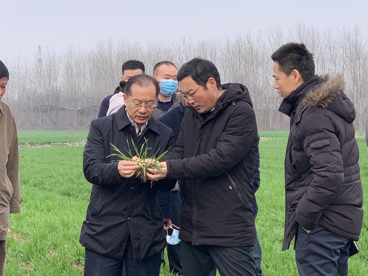 "小麦返青拔节期,枣阳市杨垱镇樊庄村村民胡义山的麦田里,农技人员