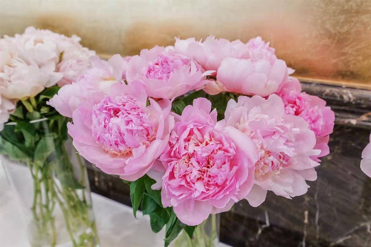 菏泽芍药花。通讯员提供