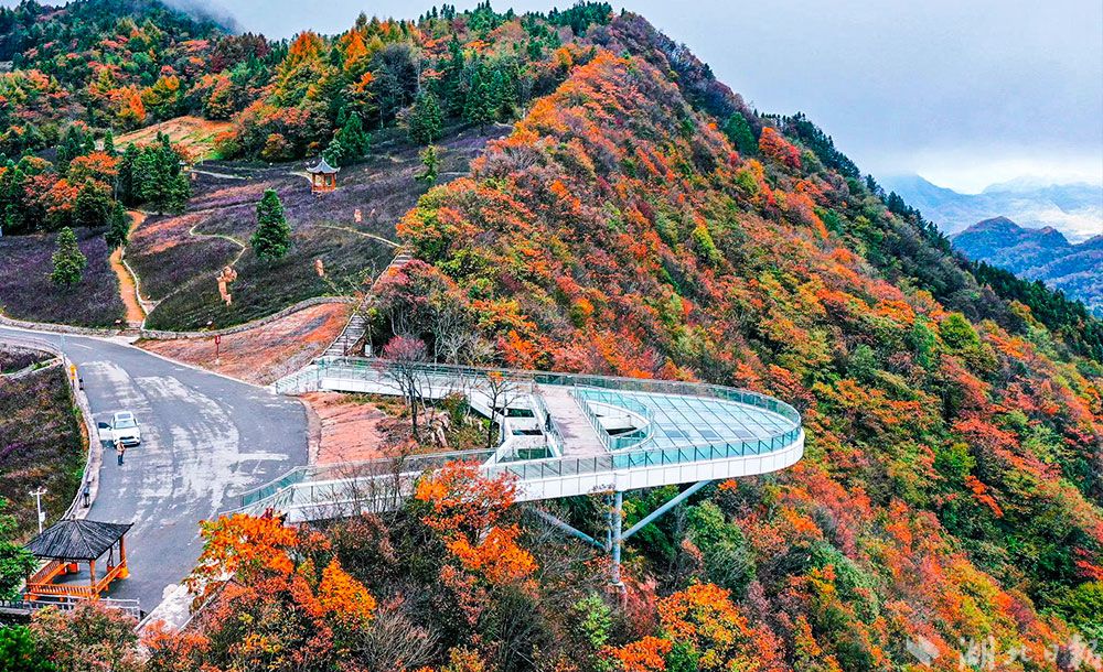 组图巴东野三关森林花海醉美秋色惊艳来袭