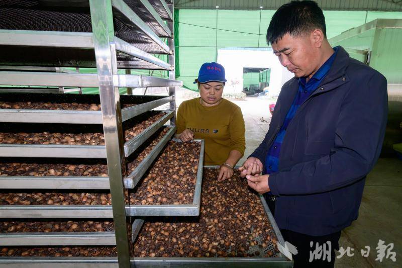 十堰三珍公司加工栎子出口日韩 - 湖北日报新闻客户端