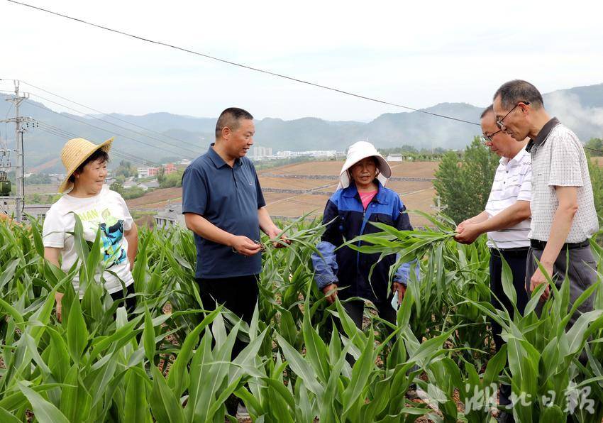 竹山：科技特派员“点豆种玉”“2+4”套种“一地双收” - 湖北日报新闻客户端