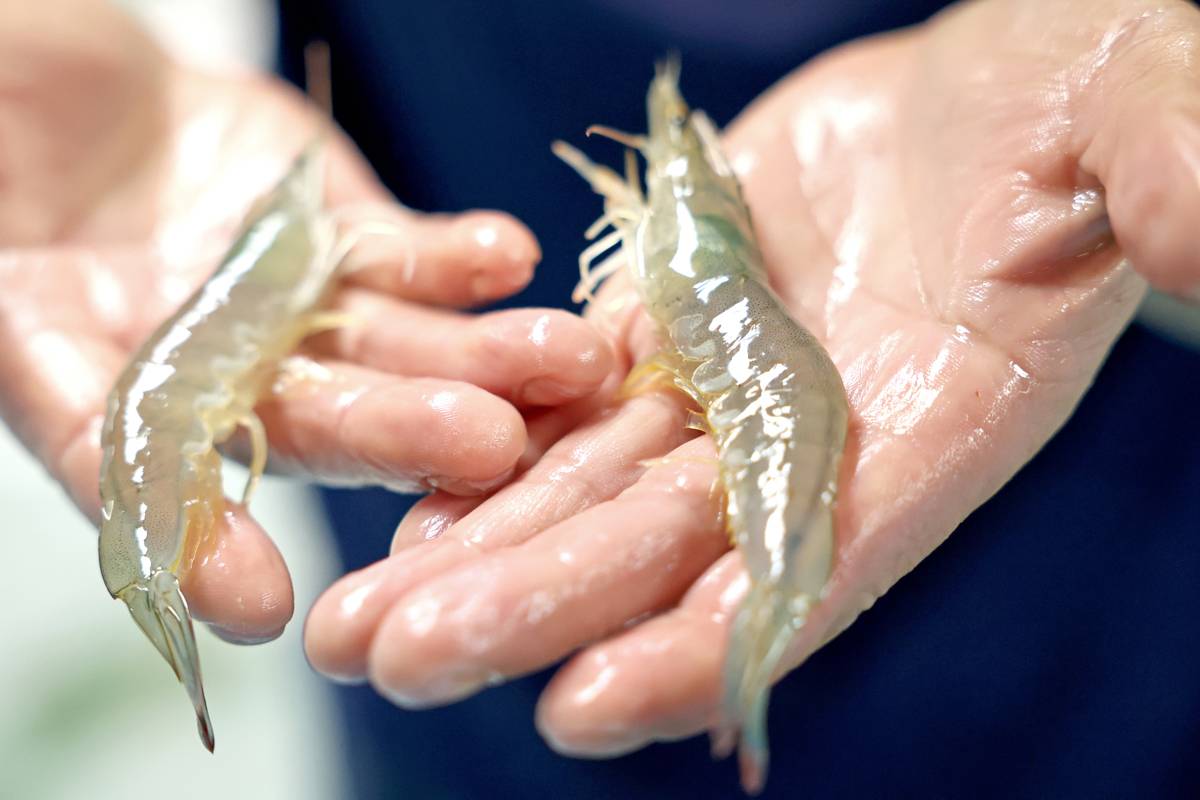 南美白对虾养殖技术水平，促进农户增收。 （湖北日报全媒记者 倪娜 通讯员 吴育林 方懿 摄）.jpg