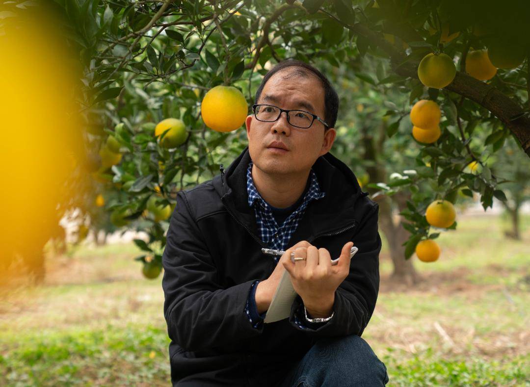 曹立新正在田间检查柑橘生长情况 (2).jpg