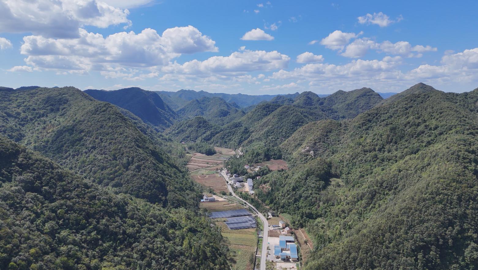 郧阳区大柳乡:秋种正当时 天麻菌种生产忙