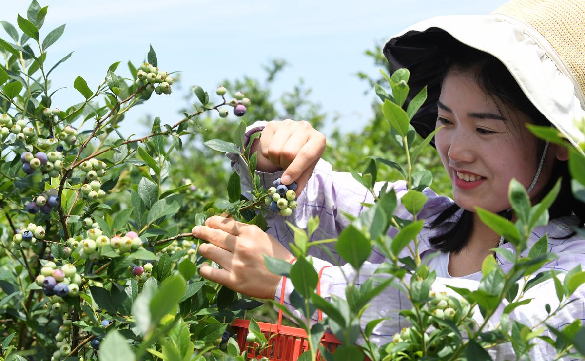 5月29日,村民在保康县过渡湾镇茶庵村蓝莓种植基地采摘的蓝莓.