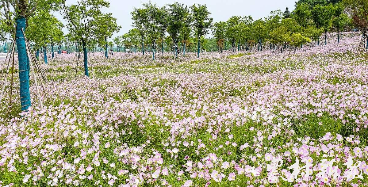 的几百亩美丽月见草经过两年的精心打造后,变成了今天美丽的林间花海