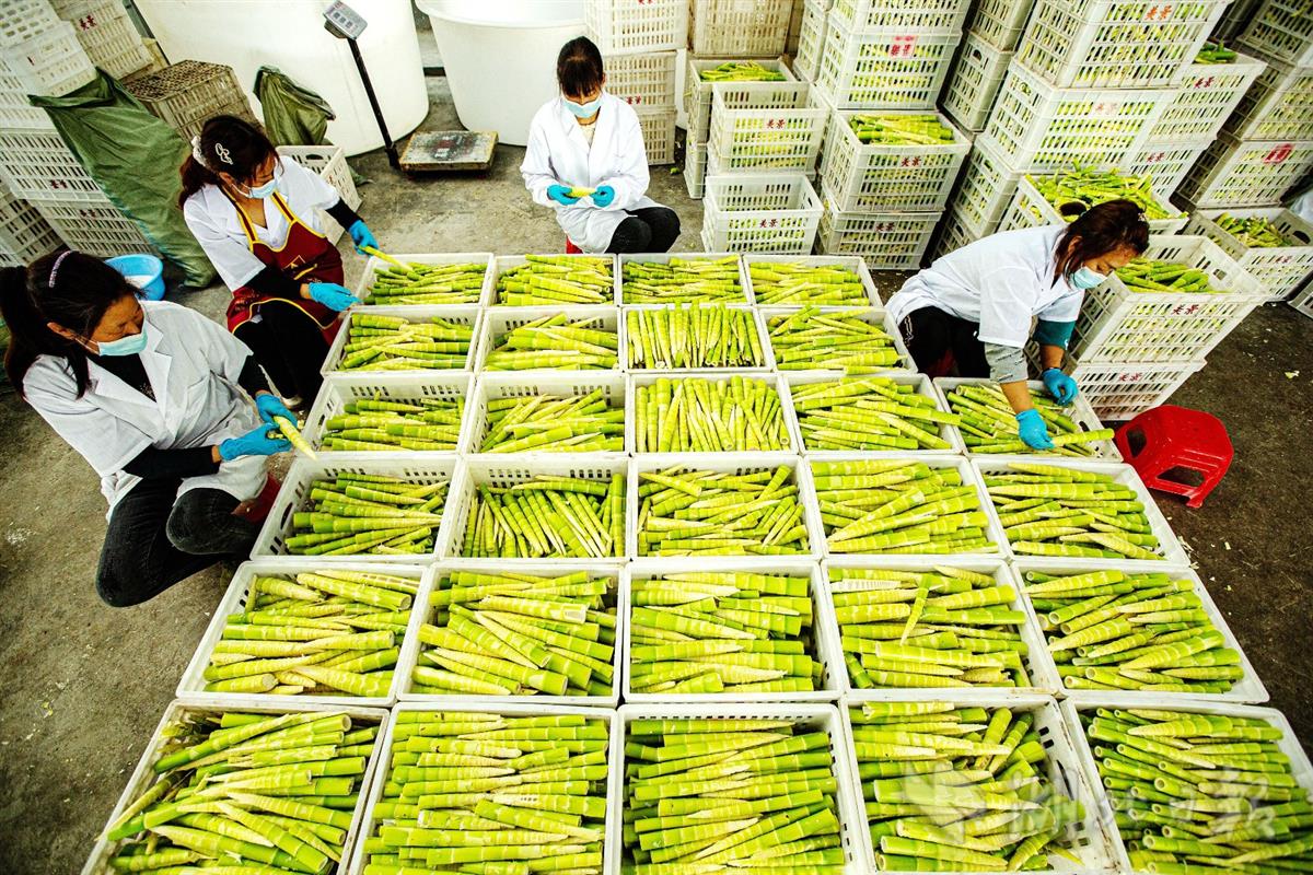 竹山培育竹产业