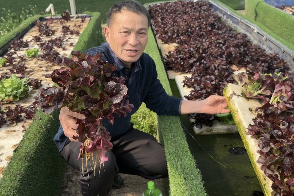 有机种植水培的红凤生菜，可做生食沙拉（记者 陈莉霖 摄）