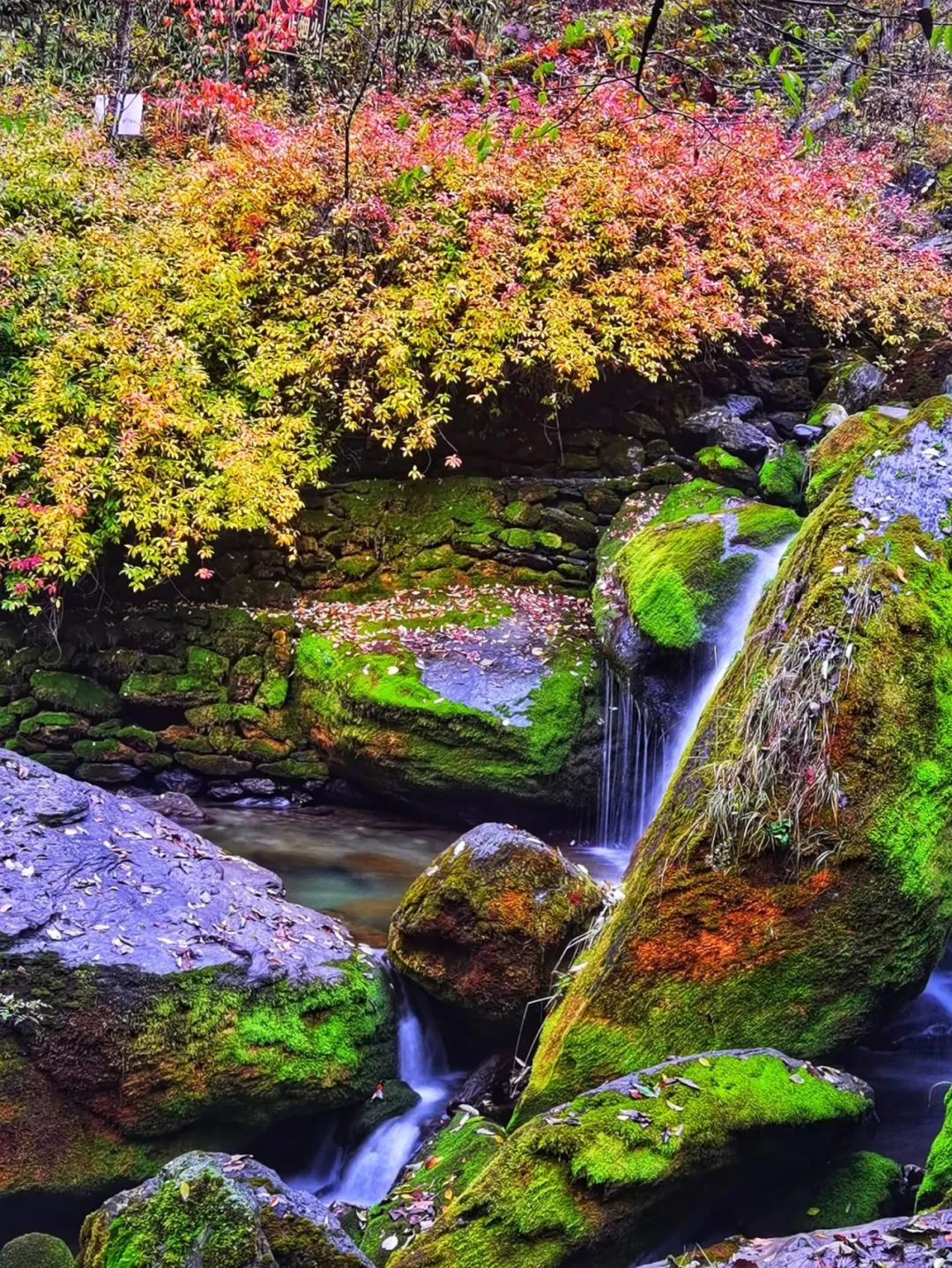 组图最是一年秋光好香溪源头景迷人