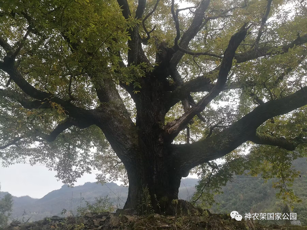 那棵栓皮栎———青树村院墙梁子的记忆 - 湖北日报新闻客户端