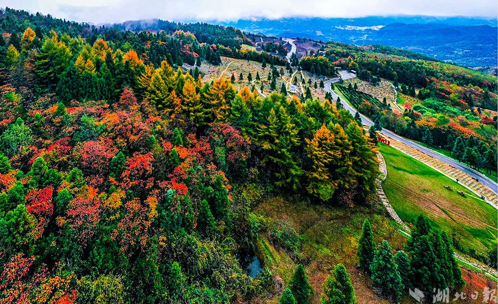 组图|巴东:野三关森林花海醉美秋色惊艳来袭! - 湖北日报新闻客户端