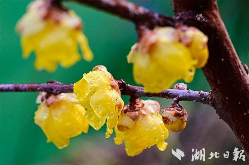 湖北省竹山县太和梅花谷景区梅花盛开满"谷"香