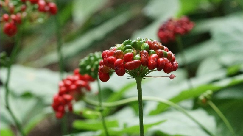 观长白丨长白山上人参花开了