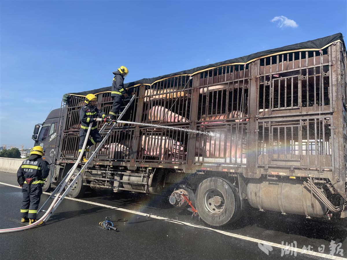 生猪运输货车高速公路爆胎消防洒水为猪降温