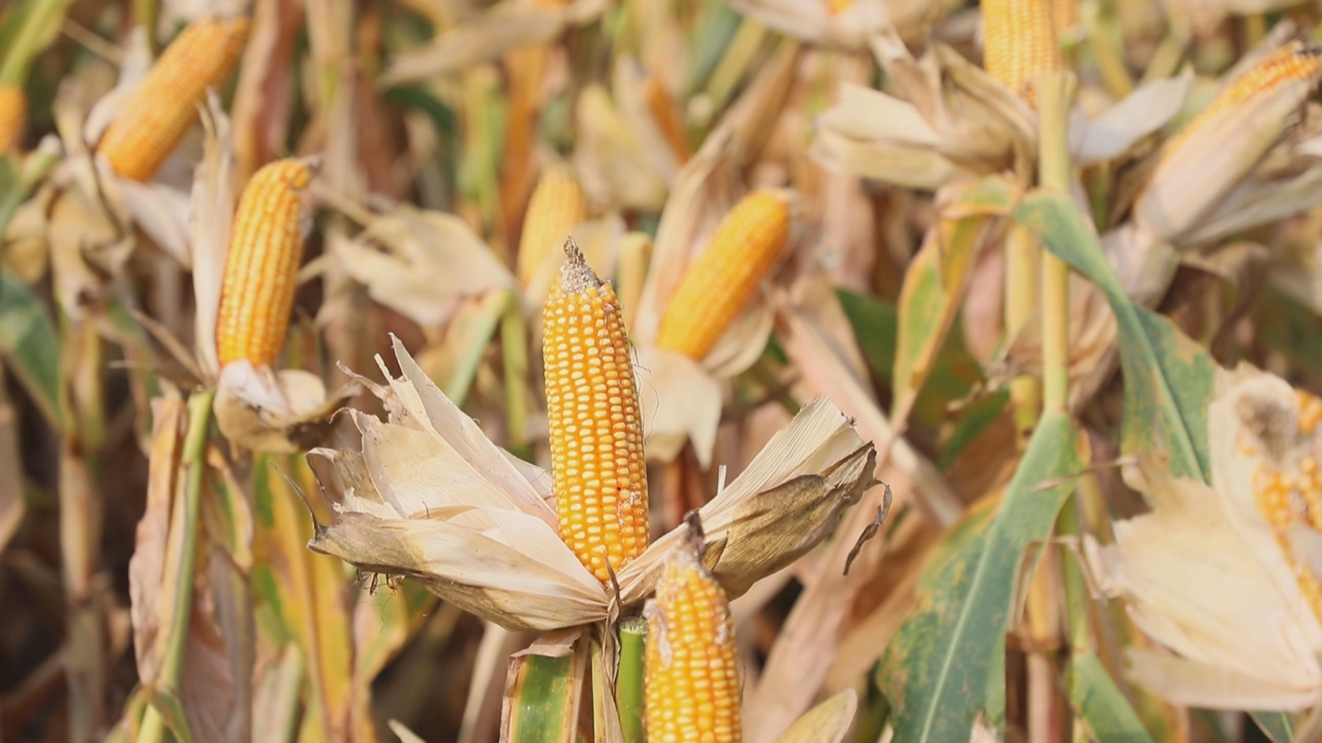 襄州玉米迎丰收田间收获忙