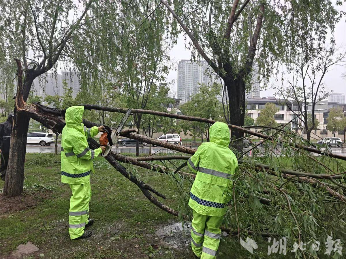 东西湖区园林应急抢险队伍处理倒树断枝。.jpg