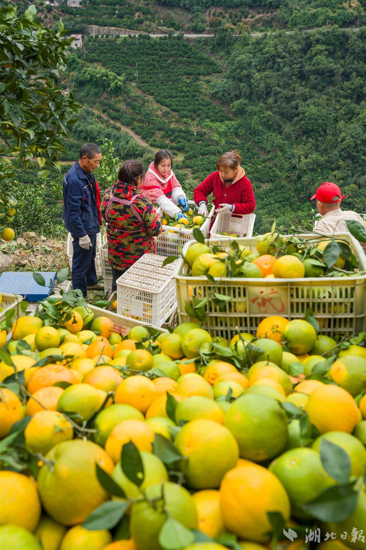 2025年10月22日，湖北省宜昌市秭归县两河口镇，果农分拣采摘的秭归秋橙。 (4).JPG
