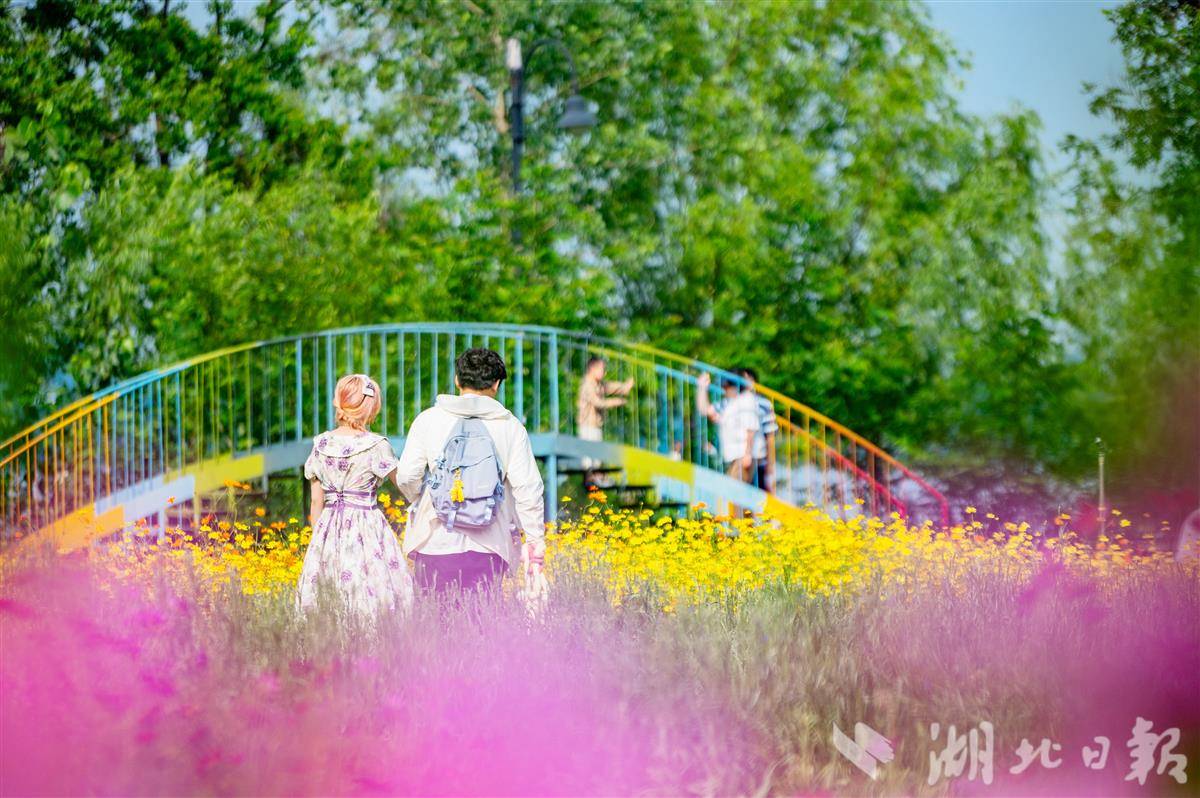 硫华菊 周江涛摄  (2).jpg