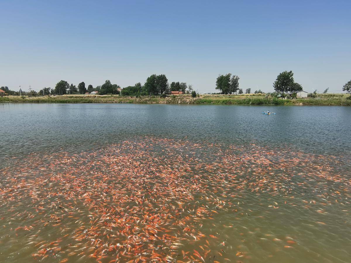 七方镇罗桥村多彩锦鲤造就出彩产业