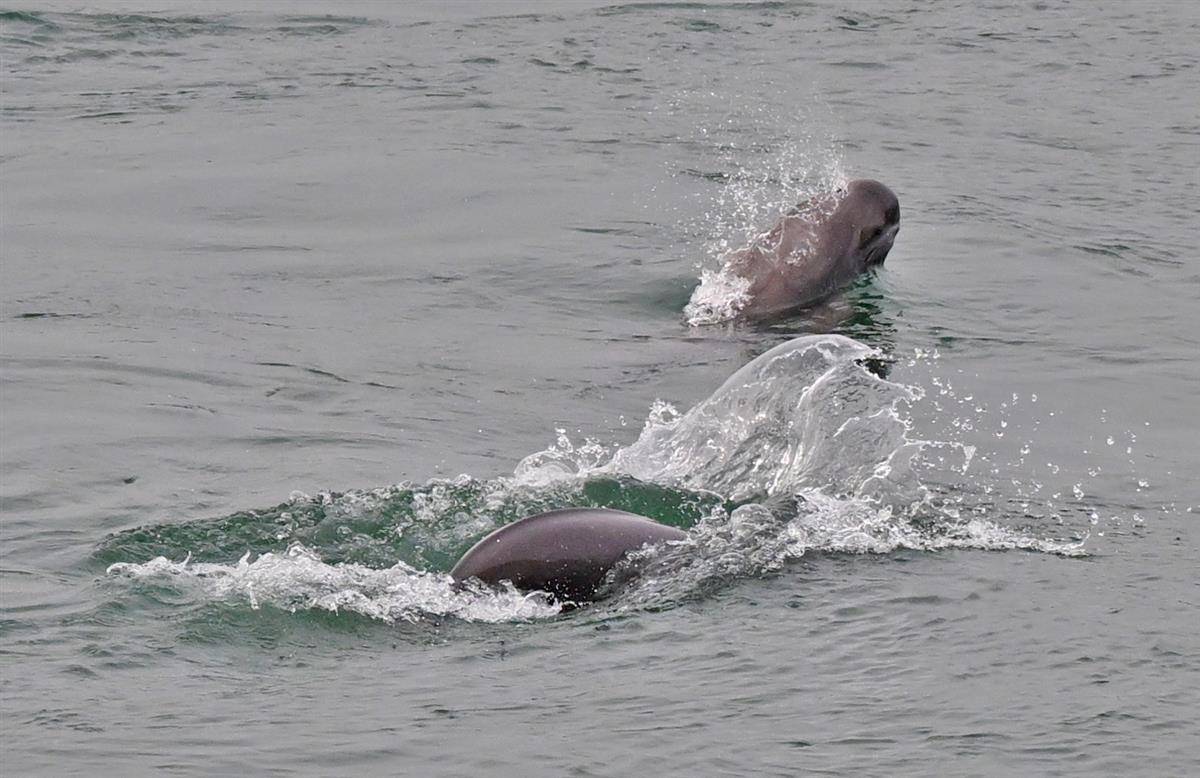 刘曙松 摄)3月30日,长江宜昌葛洲坝下江段,国家一级保护动物长江江豚