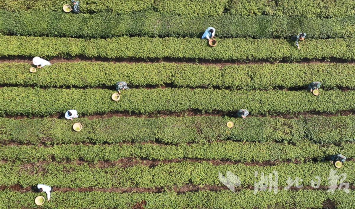 珍硒茶叶—健康生活的选择