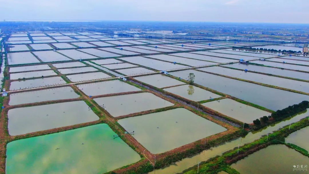 全球案例！洪湖乌林入选！ - 湖北日报新闻客户端