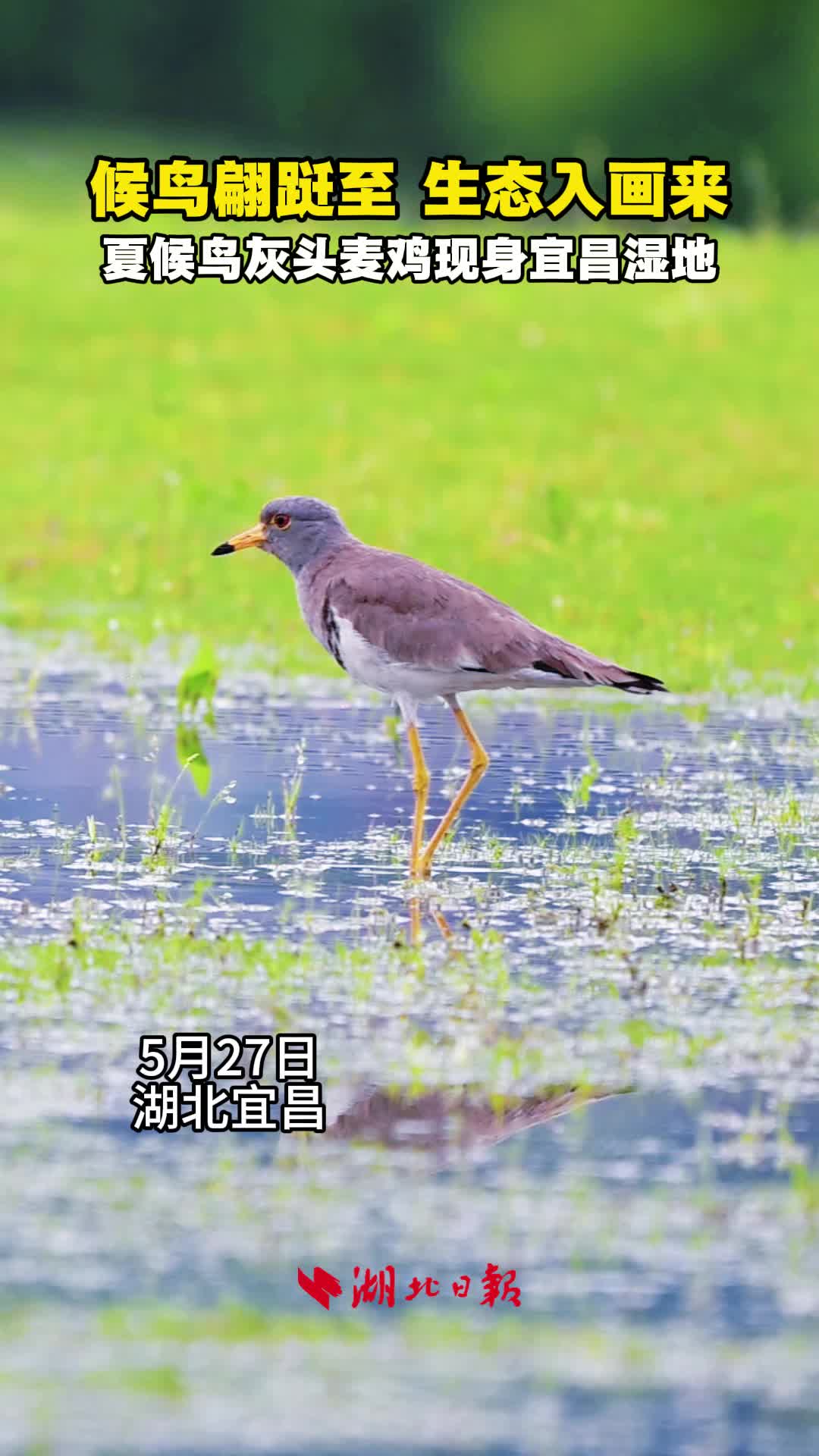 候鸟翩跹至 生态入画来！夏候鸟灰头麦鸡现身宜昌湿地