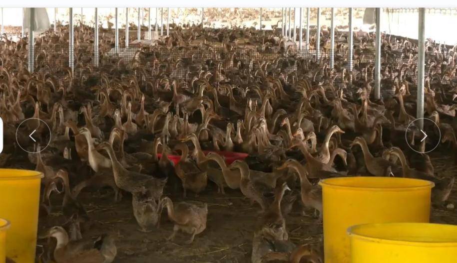 养鸭.jpg 养鸭.jpg