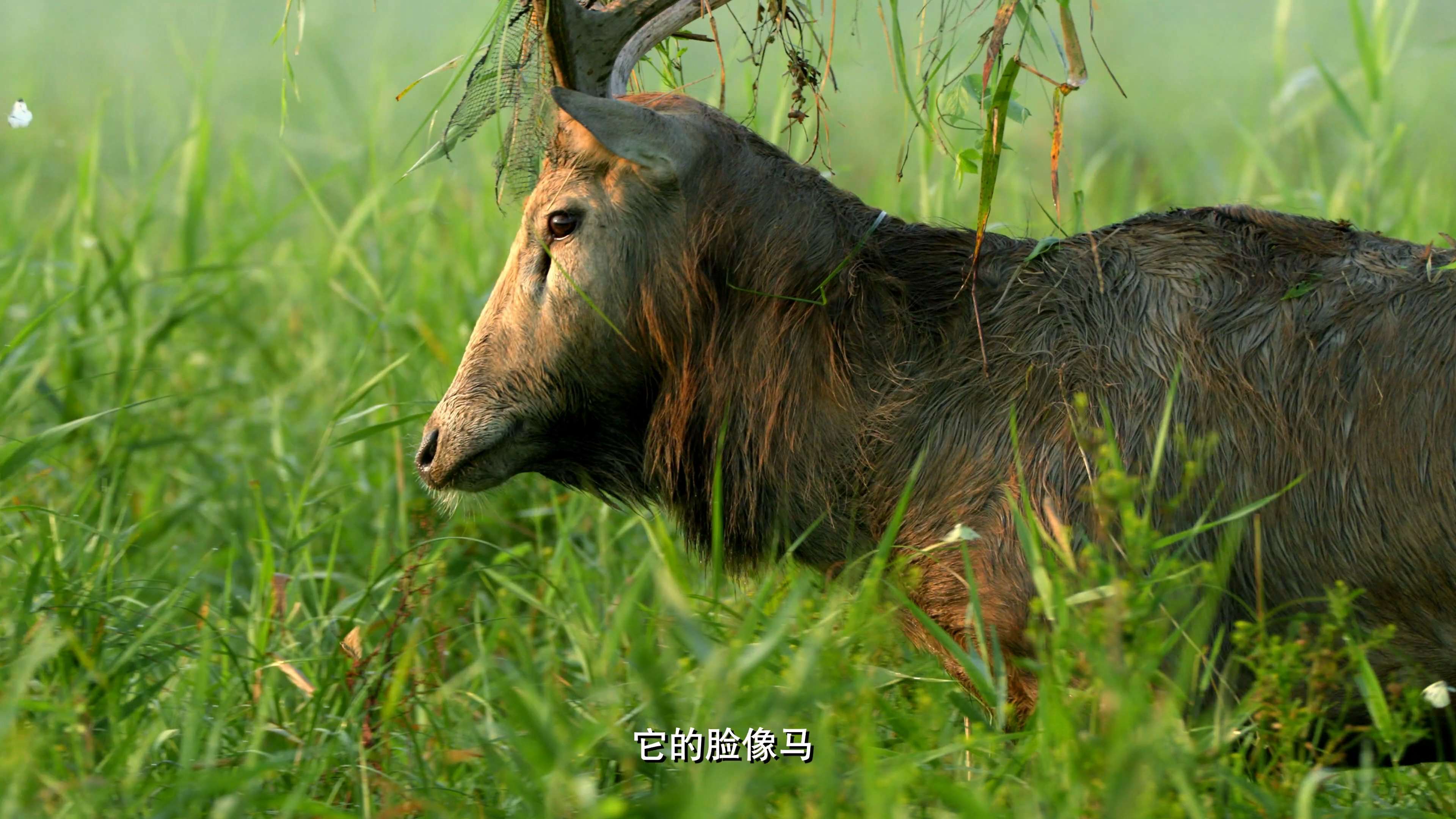 奔跑吧麋鹿儿童题材电影今天开机