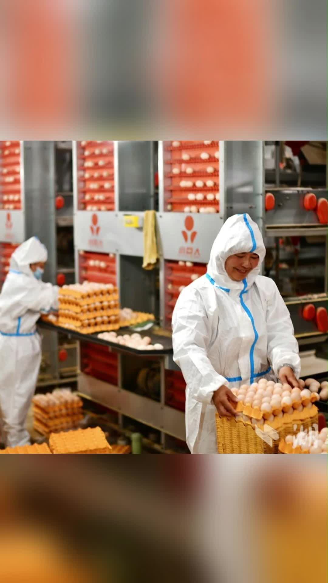 湖北禽蛋产业链综合产值首破千亿大关