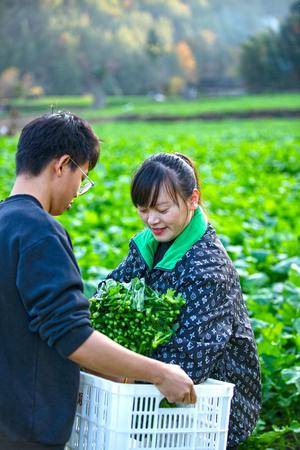 恩施富硒油菜苔俏销 冬闲田增收 - 湖北日报新闻客户端
