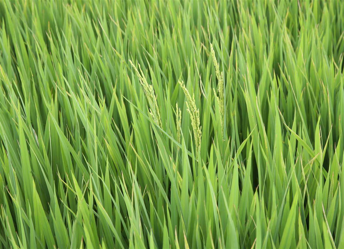 cb202407201554243077979fgd.JPG cb202407201554243077979fgd.JPG