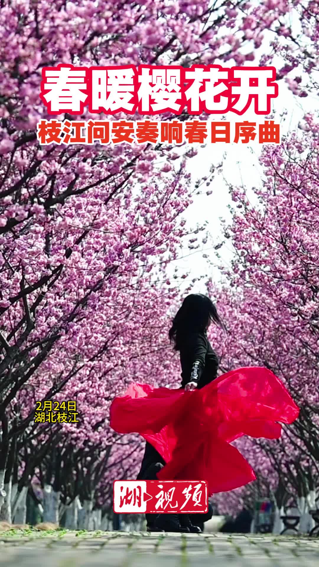 春来第一波美景！枝江同心花海樱花盛开