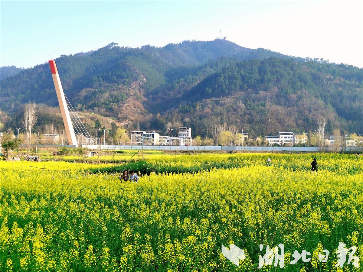 郧西万亩油菜花开醉春风