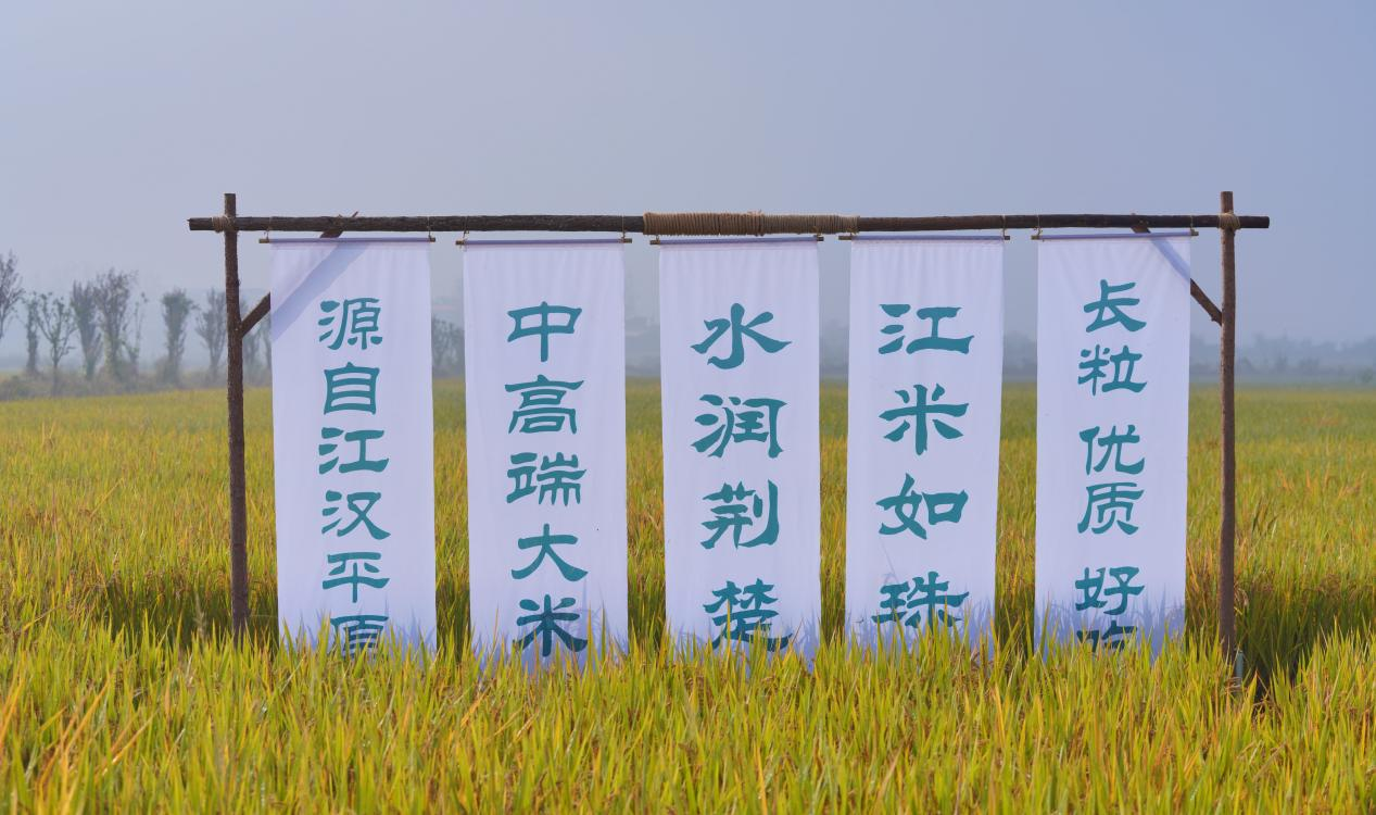 江汉大米，源自江汉平原的中高端大米.png
