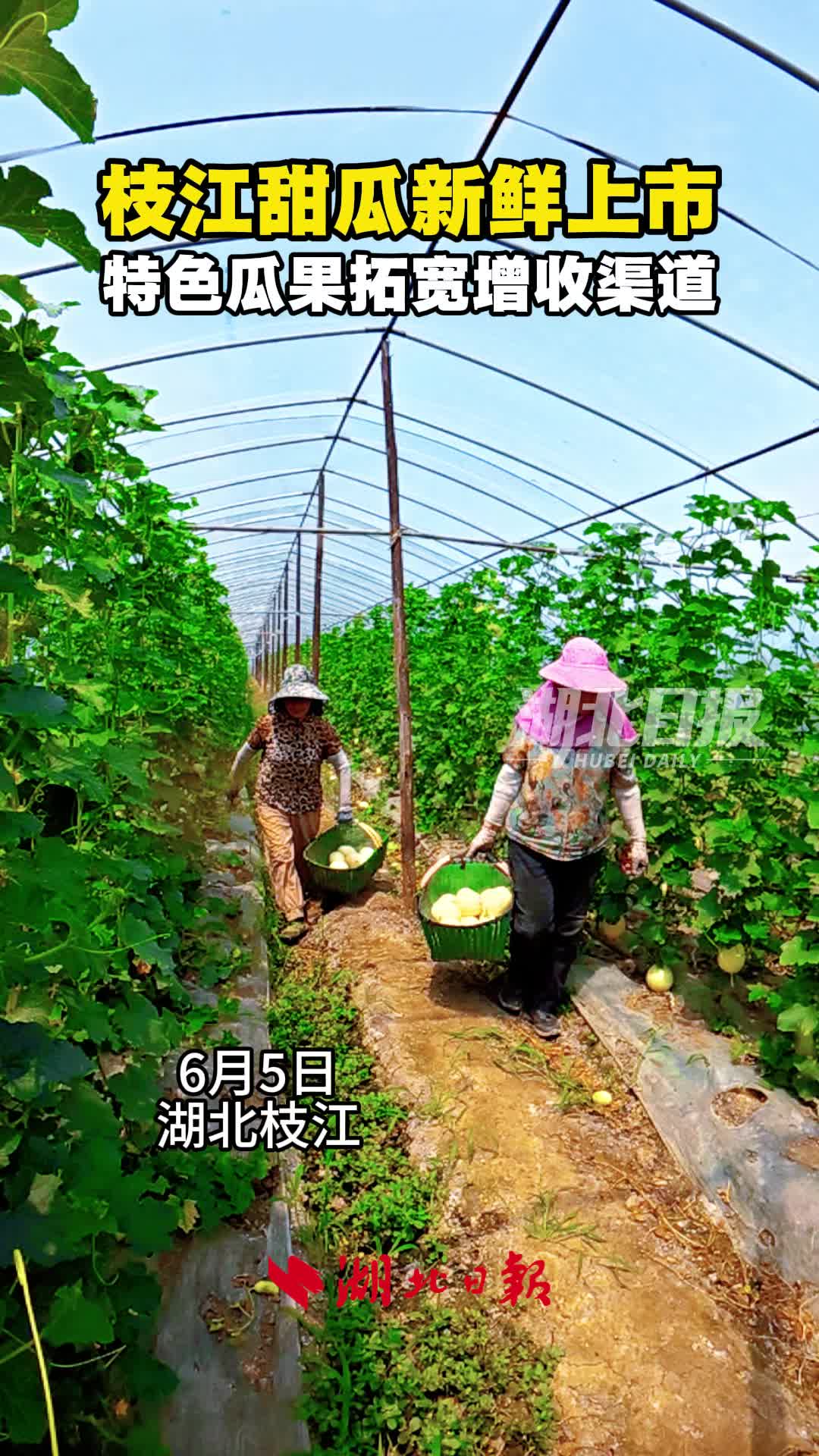 枝江甜瓜新鲜上市 特色瓜果拓宽增收渠道