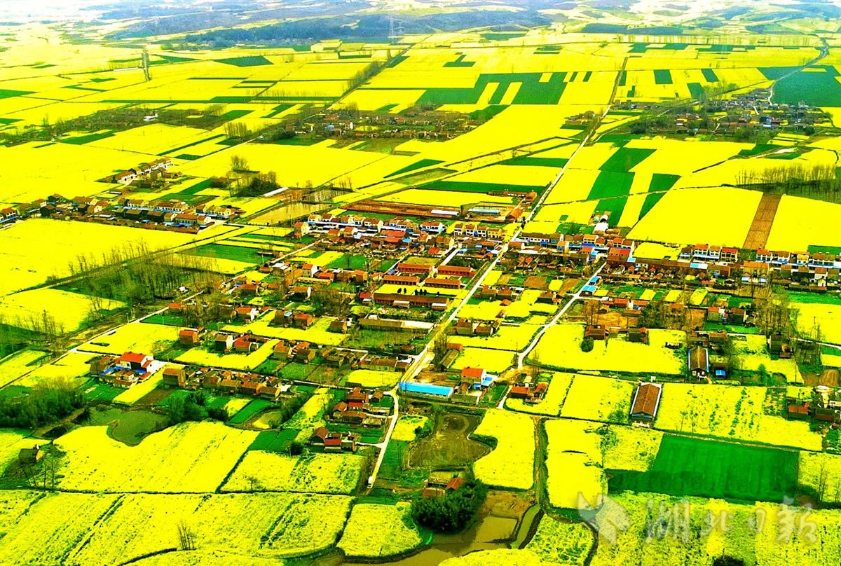 最美人间四月天,连日来,钟祥市广袤的乡村犹如美丽画卷美不胜收.