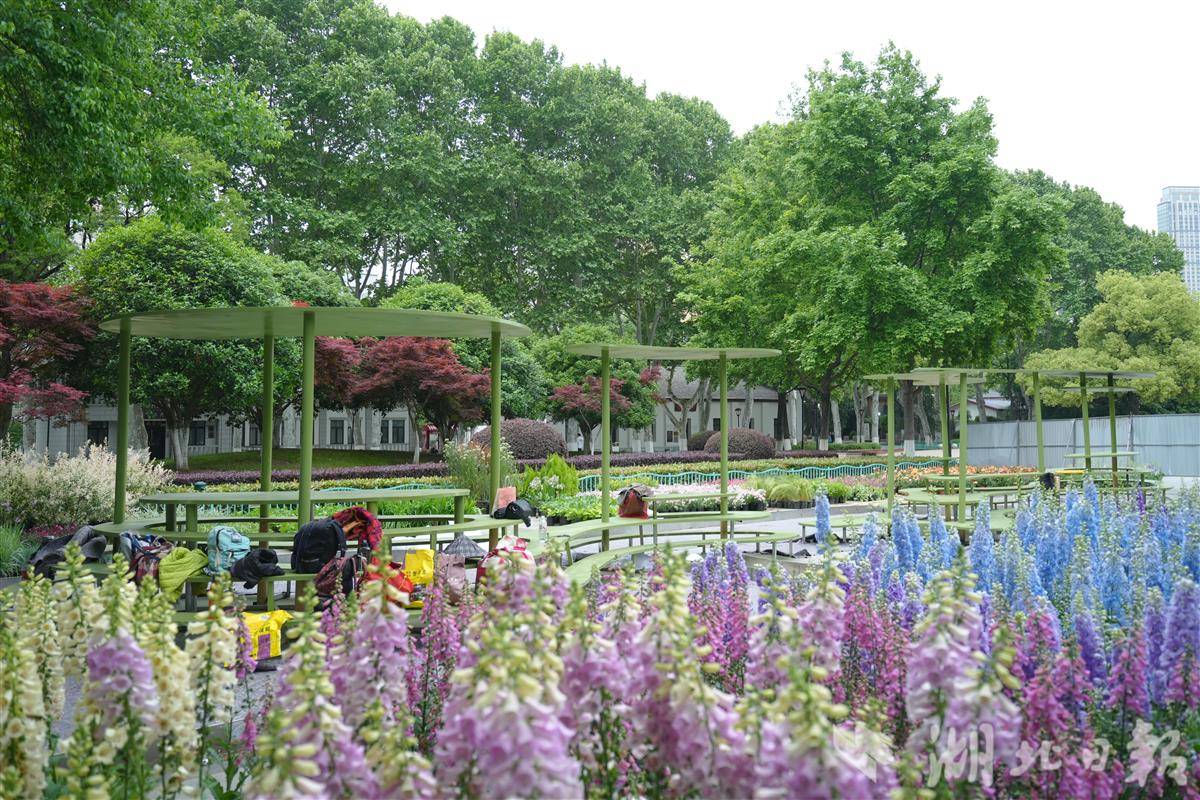 中山公园特色展区花卉已进场开始布置。黄康 摄.jpg