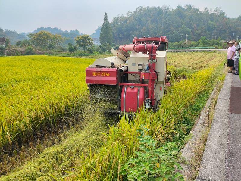 探寻‘盱眙大米’的魅力：从田间到餐桌的奇妙之旅