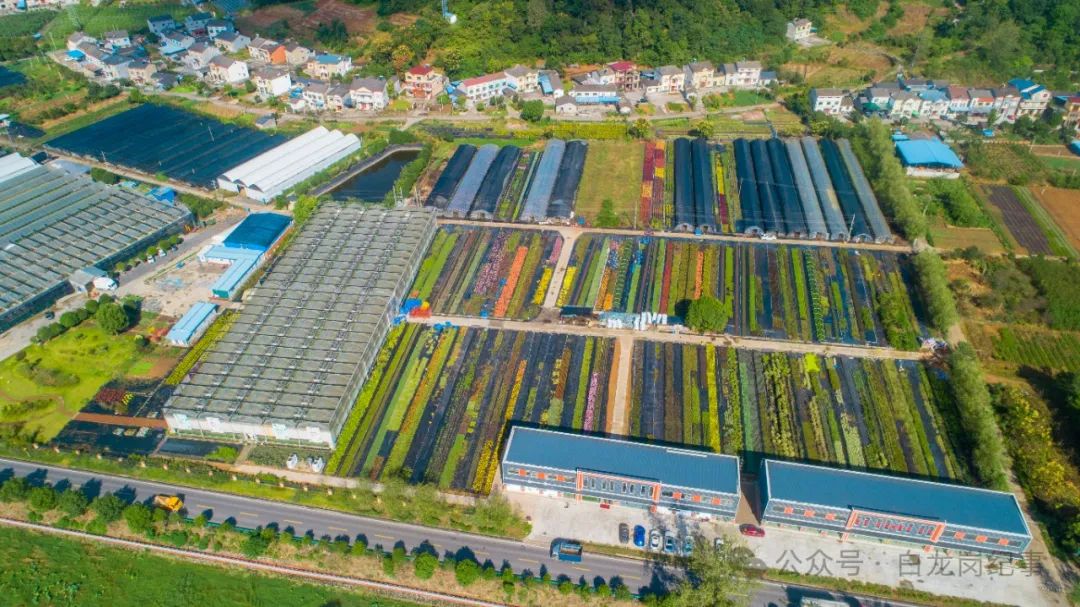 花卉种苗批发基地电话