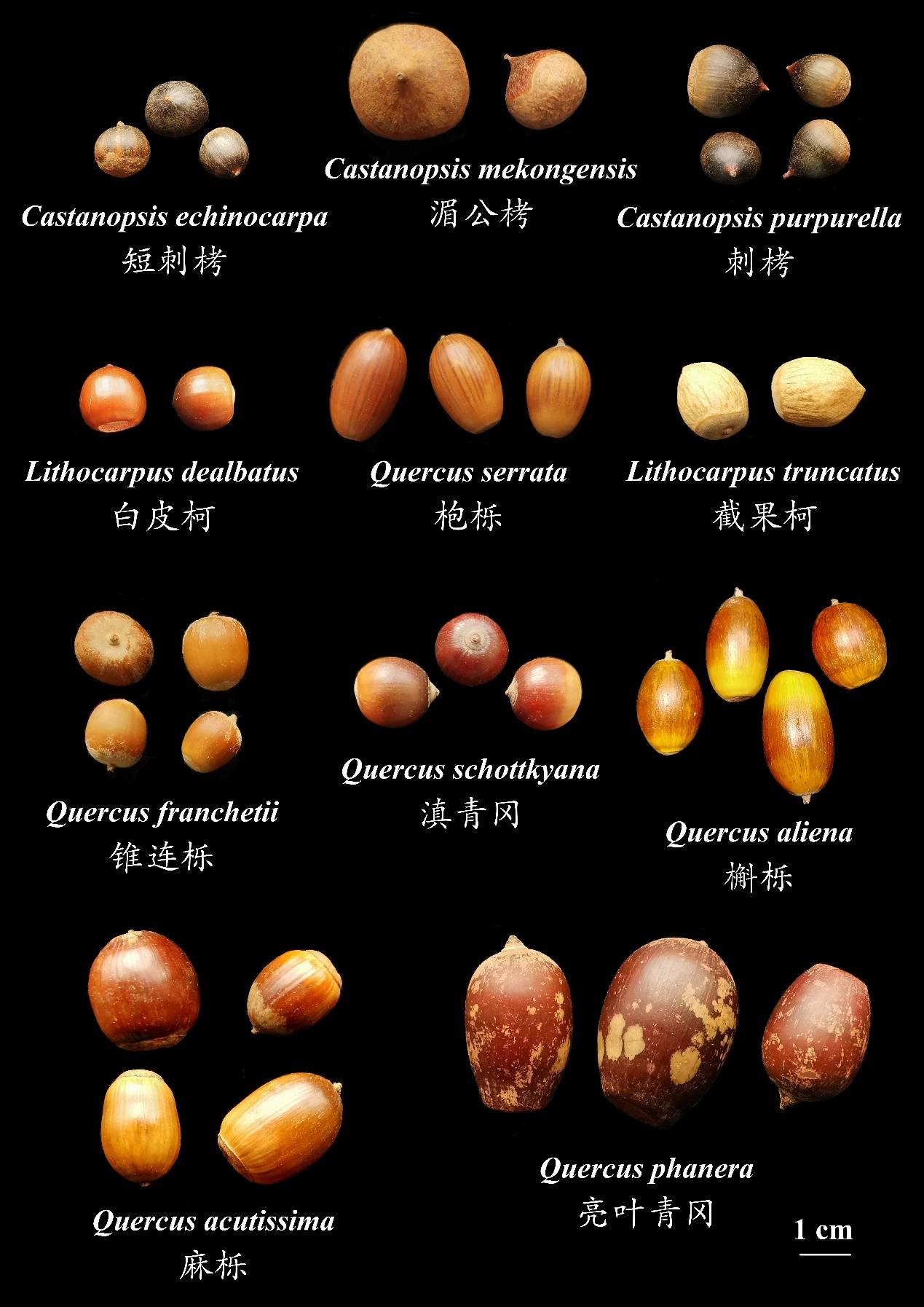 研究中选取的壳斗科物种（陈思翀拍摄）