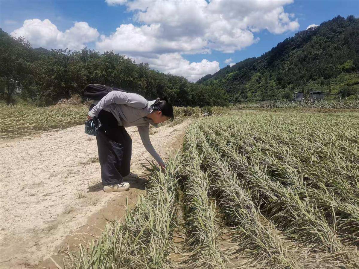 7月3日,咸丰县农业农村局工作人员在高乐山镇官坝村秧田核灾.jpg 7月3日,咸丰县农业农村局工作人员在高乐山镇官坝村秧田核灾.jpg
