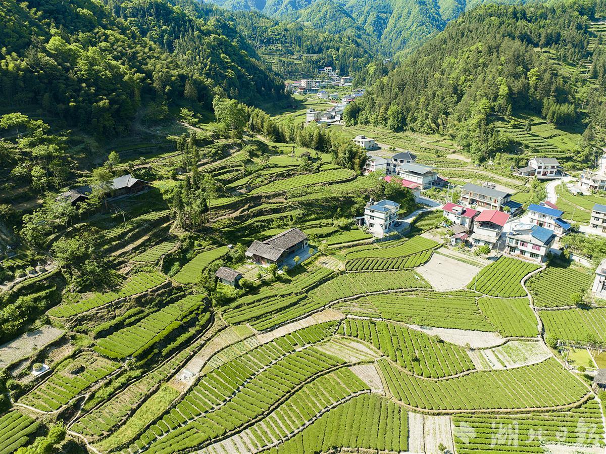 美丽水田坝 那就是我家 - 湖北日报新闻客户端