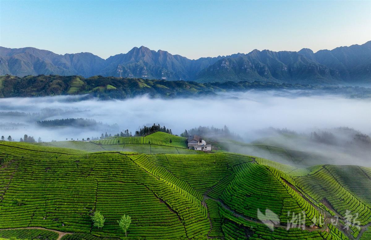 4月21日,恩施州鹤峰县走马镇木耳山,茶山翠绿,云雾缭绕,如梦如幻,美不